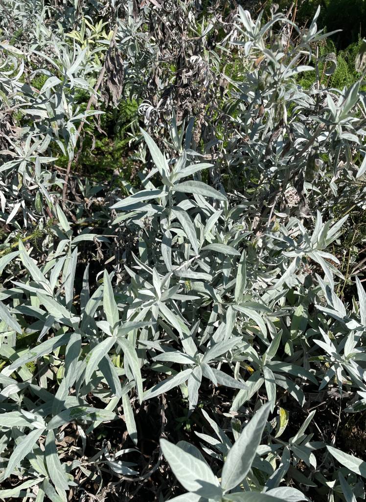 Plant name: White Sagebrush Artemesia ludoviciana 